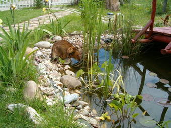 Apartamento Malomker�k Vend�gh�z 1.