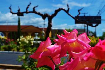 Hotel Chardonnay Lodge