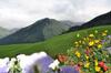 Hostal Haus Alpina
