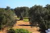 Bed & Breakfast Masseria Pittore