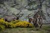 Agroturismo La Pasailla De Gredos