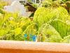 Dolce Vita Caribe B&B