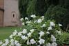 Bed & Breakfast Abbazia San Pietro In Valle