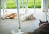 Villa & Hana Stay