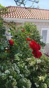Hostal Guesthouse Ivona