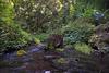 Caba�as Bosques De Loncotraro