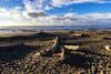 Seahorse 2-h