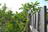 Posada Baandin Home Stay Muang Trang