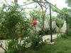 Apartments In Fazana/istrien 8602