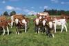 Agroturismo Hofgut Rickersreute