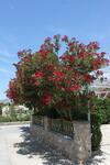 Apartment Starigrad 6591b