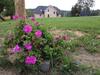 Hostal P��ni Tavern & Guesthouse