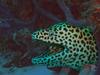 Hostal Whale Shark Inn