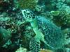 Hostal Whale Shark Inn
