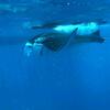 Hostal Sundive Lodge Maldives