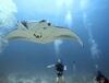 Hostal Sundive Lodge Maldives