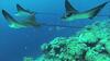 Hostal Sundive Lodge Maldives