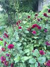 Anush`s B&B