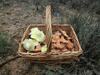 Bed & Breakfast El Capricho De Los Montes