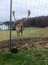 Hostal Gasthof Pension Steinberger