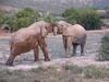 Bukela Game Lodge - Amakhala Game Reserve
