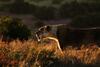 Lodge Hillsnek Safari Camp ? Amakhala Game Reserve