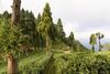 Hotel Sourenee Tea Estate