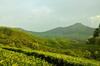 Munnar Valley View