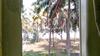 Blue Birds Homestay