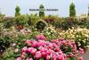 Villa Elite 3bhk Stay In Ooty