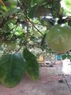Archana Beach Homestay Varkala