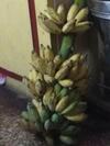 Apartamento Prashanthi