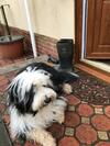 Bed & Breakfast Holywell House B & B