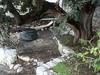 Apartments By The Sea Babine Kuce, Mljet - 611