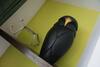 Bed & Breakfast Juhu Farmstay