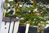 Hotel The Royal Panacea