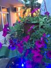 Hostal Guest House Eva