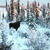 Lake Louise Lodge, Alaska