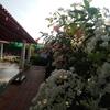 Bougainvillea Homestay