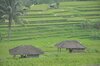 Hotel Tepi Sawah Lodge