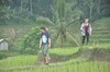 Hotel Tepi Sawah Lodge