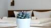 Hostal Hotel Weinklause Rosenbusch