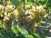 Hotel Weingut & G�stehaus Kaufmann-schneider