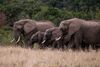 Hotel Plettenberg Bay Game Reserve