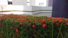 Apartamento Itaigara