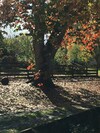 Bed & Breakfast Karapiro Willows Luxury B & B