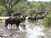 Posada Shumbalala Game Lodge