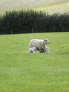 Bed & Breakfast Markstone Farm - Adults Only