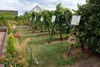 Hotel Les Chambres Du Vignoble - Domaine Adam