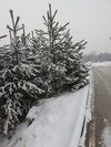Royal Bansko Aparthotel 206d